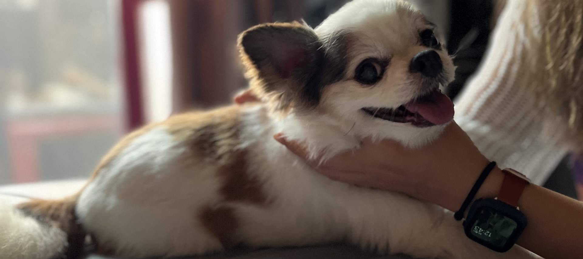 Haustier- und Menschenmassage